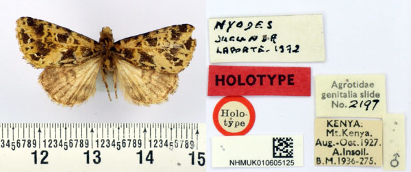 /filer/webapps/moths/media/images/J/jucunda_Nyodes_HT_BMNH.jpg