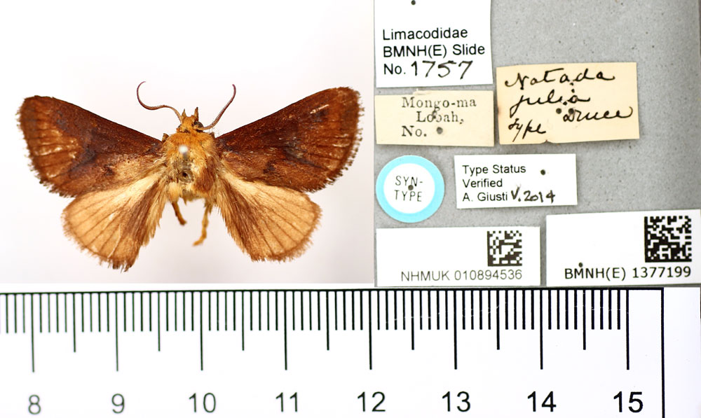 /filer/webapps/moths/media/images/J/julia_Natada_HT_BMNH.jpg