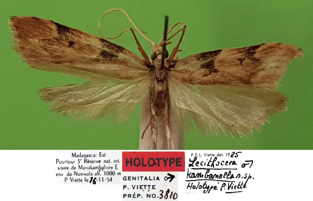 /filer/webapps/moths/media/images/K/kambanella_Lecithocera_HT_MNHN.jpg