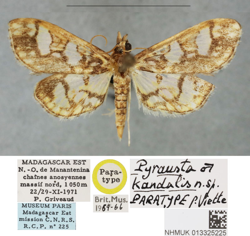 /filer/webapps/moths/media/images/K/kandidalis_Pyrausta_PTM_BMNH.jpg