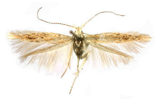 /filer/webapps/moths/media/images/K/karischella_Coleophora_PTF_Baldizzone_01.jpg