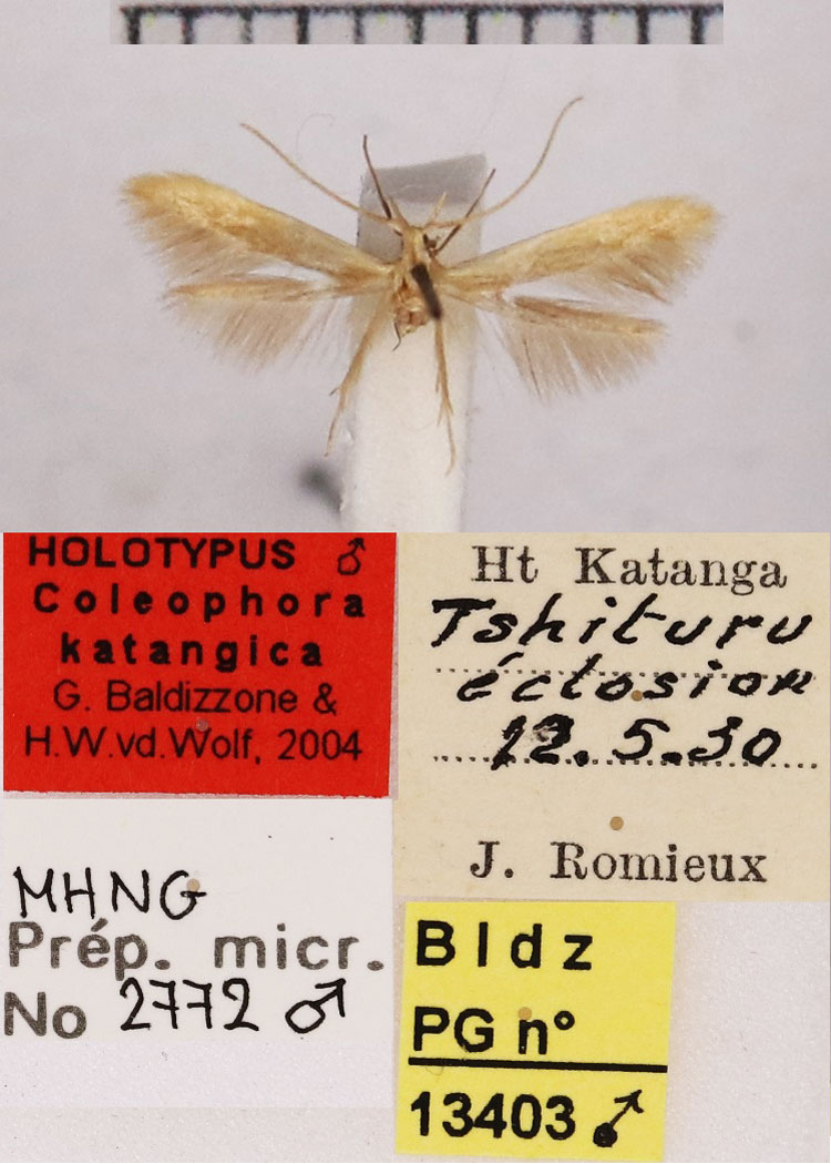 /filer/webapps/moths/media/images/K/katangica_Coleophora_HT_MHNG.jpg