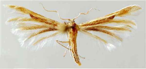 /filer/webapps/moths/media/images/K/katerina_Hellinsia_HT_BMNH.jpg