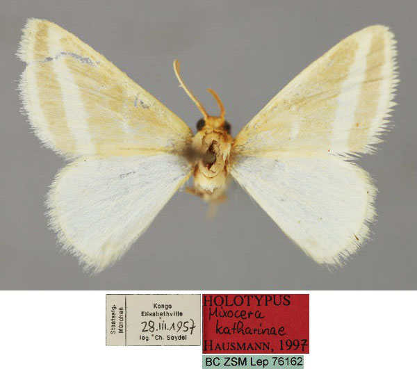 /filer/webapps/moths/media/images/K/katharinae_Mixocera_HT_ZSM_01.jpg