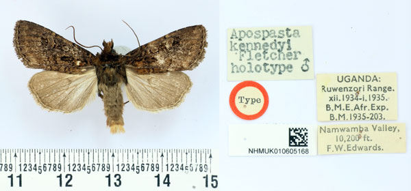 /filer/webapps/moths/media/images/K/kennedyi_Apospasta_HT_BMNH.jpg