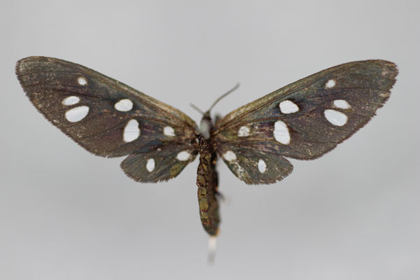/filer/webapps/moths/media/images/K/kenredi_Amata_A_BMNH.jpg