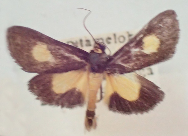 /filer/webapps/moths/media/images/K/kenrickalis_Mabilleodes_A_PZBT.jpg