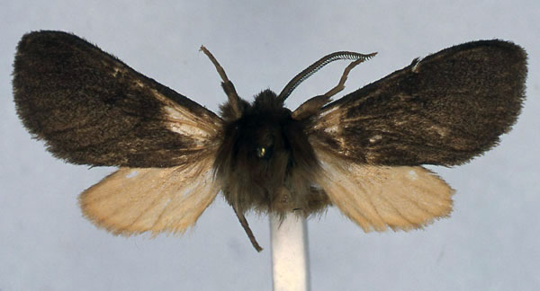 /filer/webapps/moths/media/images/K/kenyae_Metarctia_HT_BMNH_01.jpg