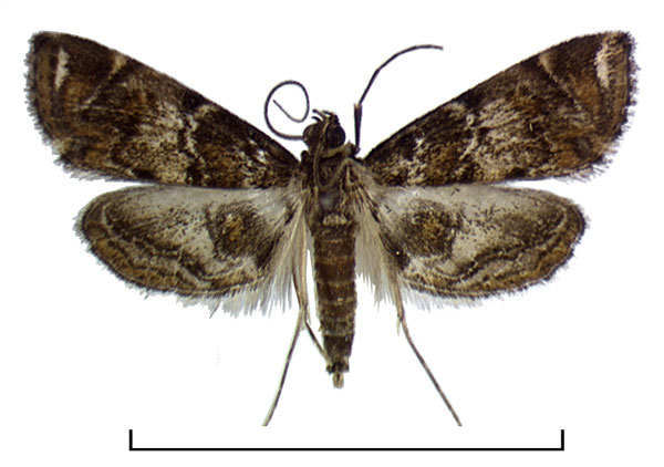 /filer/webapps/moths/media/images/K/kenyalis_Eoophyla_HT_BMNH.jpg