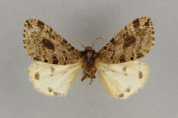 /filer/webapps/moths/media/images/K/kenyana_Afroarctia_HT_BMNH.jpg