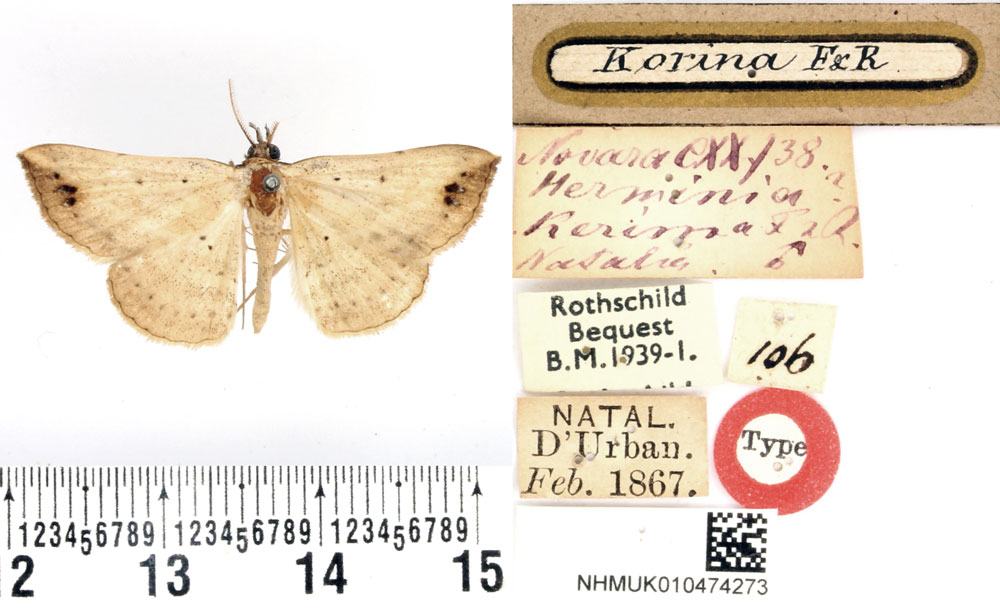 /filer/webapps/moths/media/images/K/kerima_Herminia_HT_BMNH.jpg