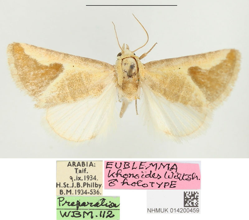 /filer/webapps/moths/media/images/K/khonoides_Eublemma_HT_BMNH.jpg