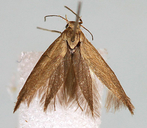 /filer/webapps/moths/media/images/K/kilifiensis_Scythris_HT_BMNH.jpg