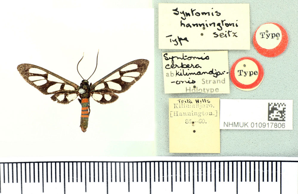 /filer/webapps/moths/media/images/K/kilimandjaronis_Syntomis_HT_BMNH.jpg