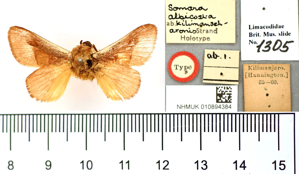 /filer/webapps/moths/media/images/K/kilimandscharonis_Somara_HT_BMNH.jpg