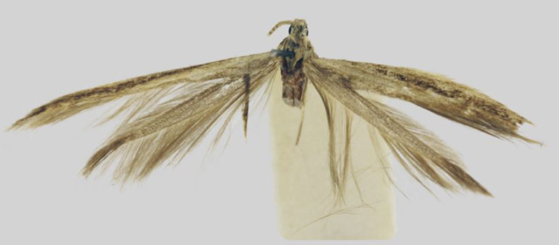/filer/webapps/moths/media/images/K/kinangopensis_Coleophora_HT_BMNH.jpg