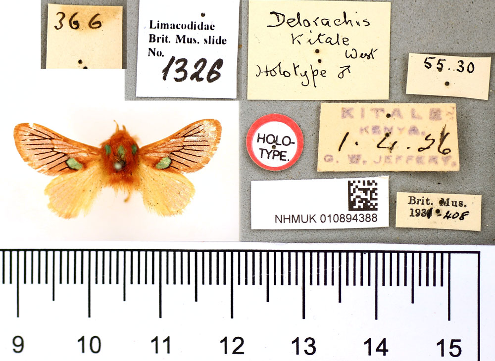 /filer/webapps/moths/media/images/K/kitale_Delorhachis_HT_BMNH.jpg