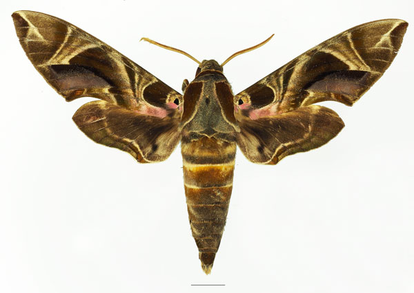 /filer/webapps/moths/media/images/K/kitchingi_Daphnis_AM_Basquina.jpg