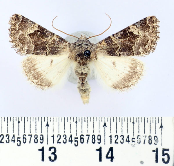 /filer/webapps/moths/media/images/K/kneuckeri_Acrobyla_AM_BMNH.jpg