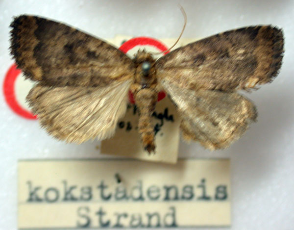 /filer/webapps/moths/media/images/K/kokstadensis_Athetis_HT_BMNH.jpg