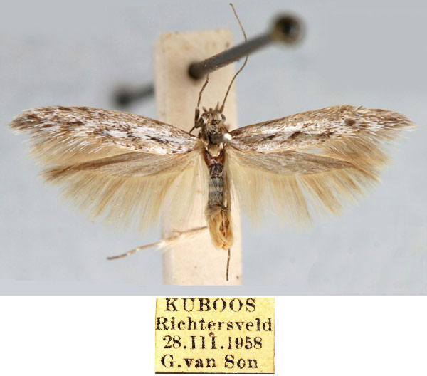 /filer/webapps/moths/media/images/K/kuboosensis_Haploscythris_HT_TMSA_kJBVZD0.jpg