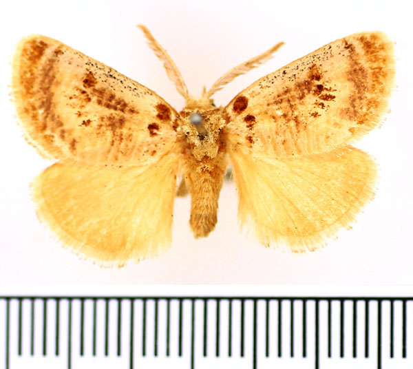/filer/webapps/moths/media/images/L/lacides_Lepidorytis_AM_BMNH.jpg