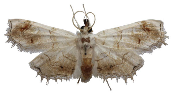 /filer/webapps/moths/media/images/L/lactealis_Goniophysetis_AM_BMNH.jpg
