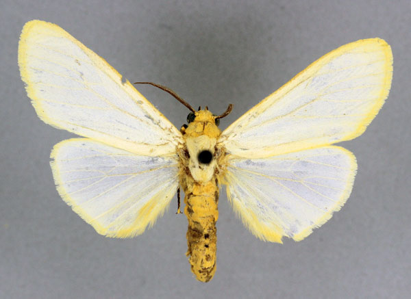 /filer/webapps/moths/media/images/L/lacteata_Acantharctia_HT_BMNH.jpg