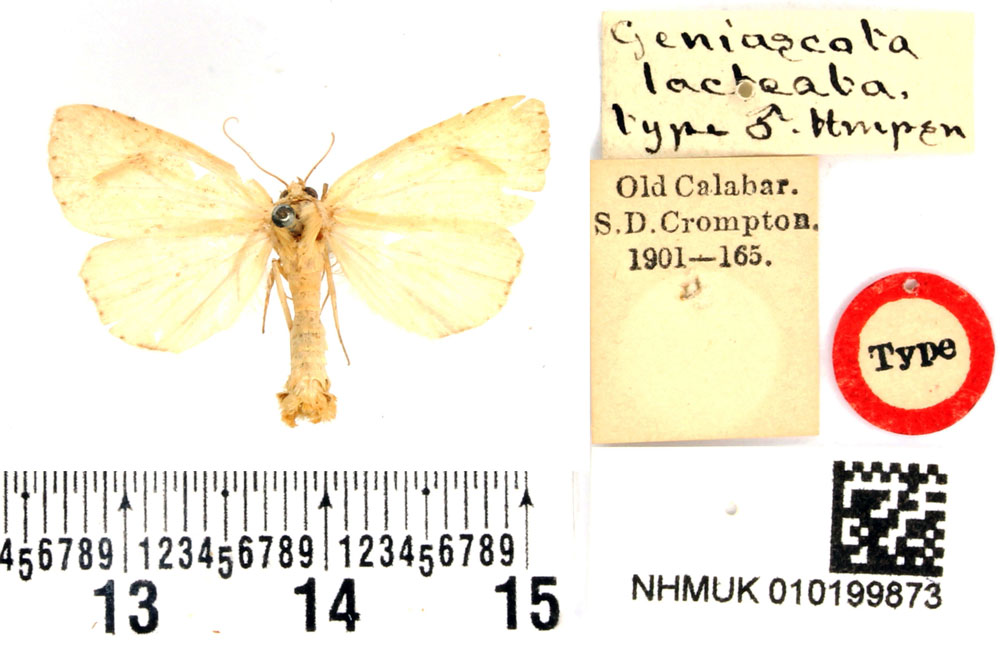 /filer/webapps/moths/media/images/L/lacteata_Geniscota_HT_BMNH.jpg