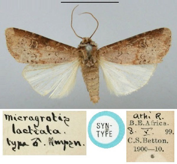 /filer/webapps/moths/media/images/L/lacteata_Micragrotis_ST_BMNH.jpg