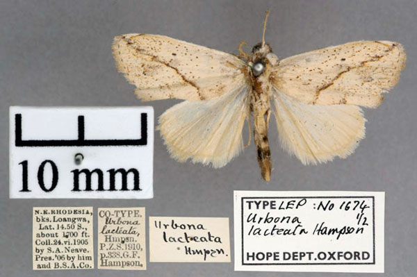 /filer/webapps/moths/media/images/L/lacteata_Urbona_ST_OUMNH_01.jpg