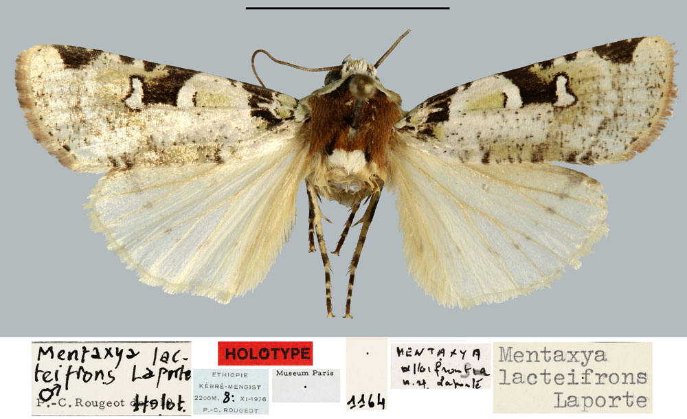/filer/webapps/moths/media/images/L/lacteifrons_Mentaxya_HT_MNHN.jpg