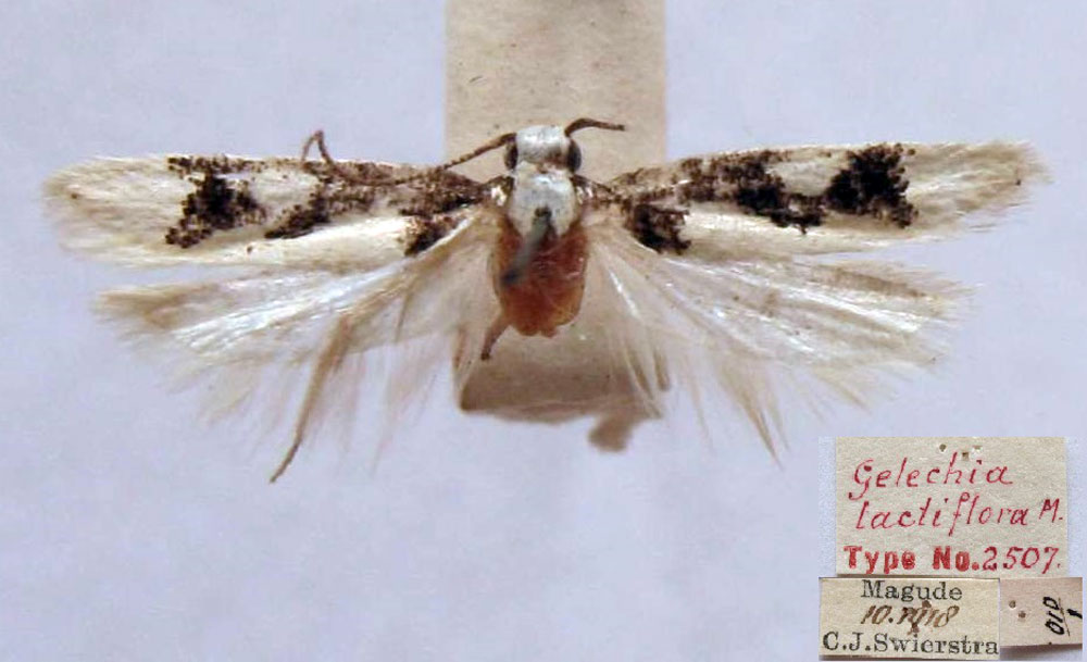 /filer/webapps/moths/media/images/L/lactiflora_Gelechia_HT_TMSA.jpg
