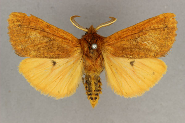 /filer/webapps/moths/media/images/L/laeliodes_Carcinarctia_HT_BMNH.jpg