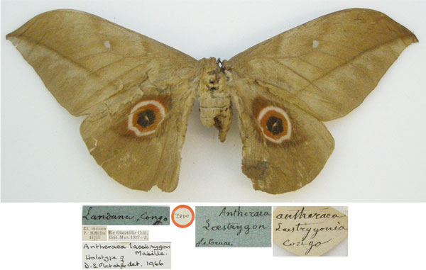 /filer/webapps/moths/media/images/L/laestrygon_ANtheraea_HT_NHMUKa.jpg