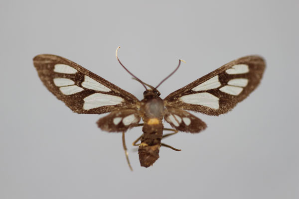 /filer/webapps/moths/media/images/L/lagosensis_Amata_ST_BMNH.jpg