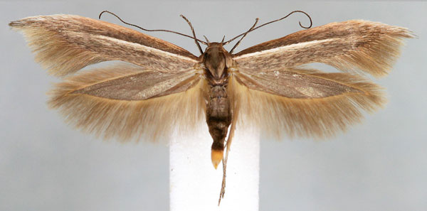 /filer/webapps/moths/media/images/L/lahaivora_Scythris_HT_BMNH.jpg