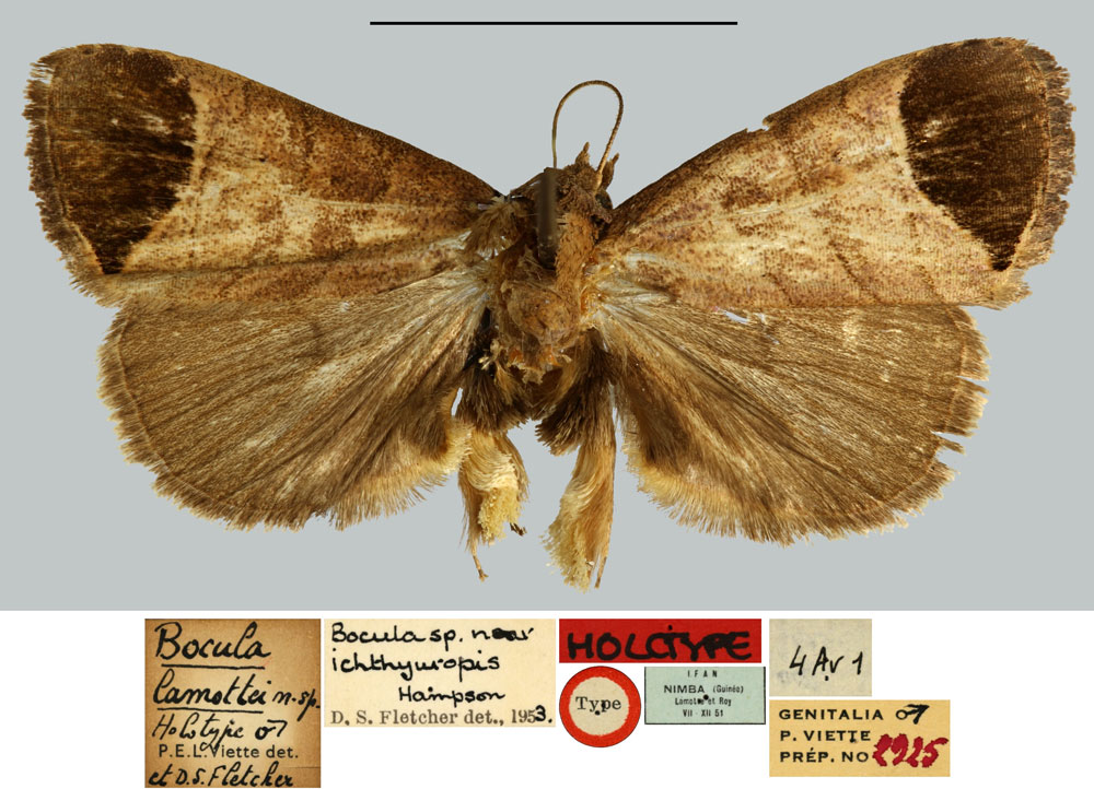/filer/webapps/moths/media/images/L/lamottei_Bocula_HT_MNHN.jpg