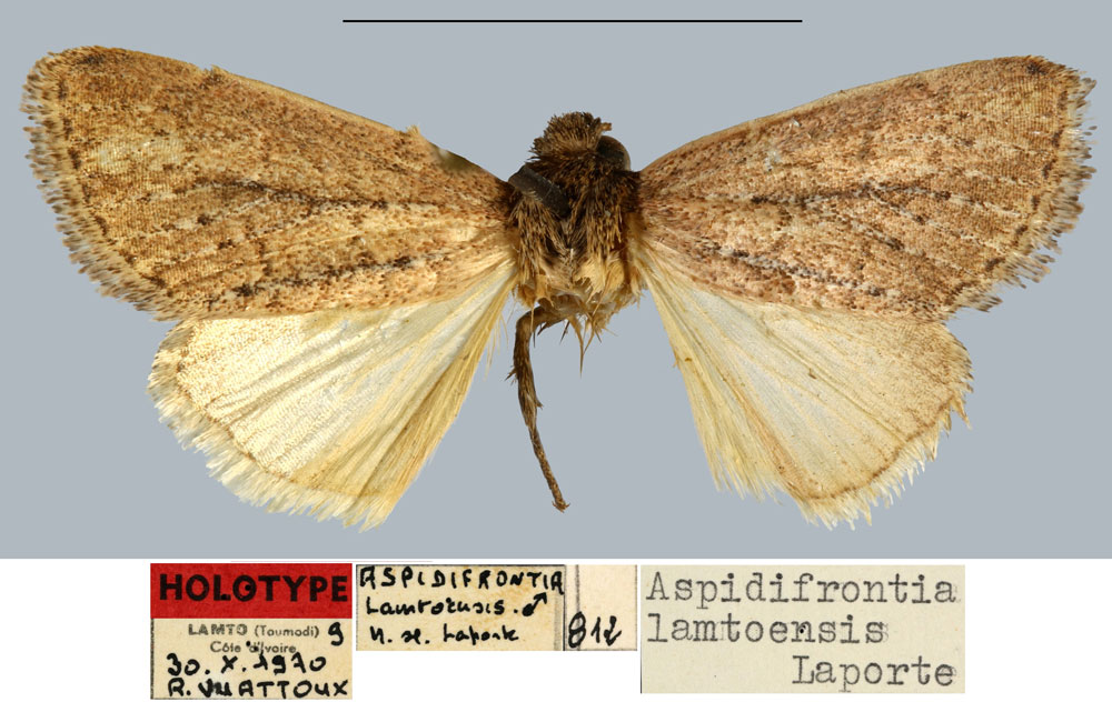 /filer/webapps/moths/media/images/L/lamtoensis_Aspidifrontia_HT_MNHN.jpg