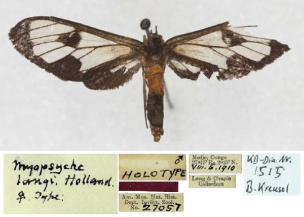 /filer/webapps/moths/media/images/L/langi_Myopsyche_HT_AMNH_01.jpg