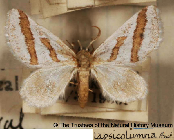 /filer/webapps/moths/media/images/L/lapsicolumna_Conchylia_AM_BMNH.jpg