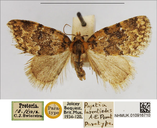 /filer/webapps/moths/media/images/L/larentiodes_Pagetia_PTM_NHMUK.jpg