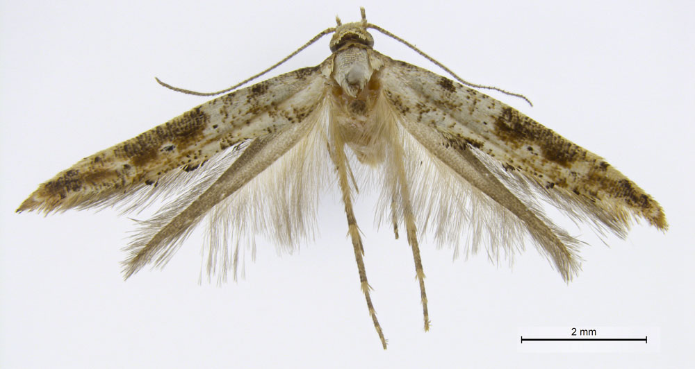 /filer/webapps/moths/media/images/L/larseni_Epermenia_HT_BMNH.jpg