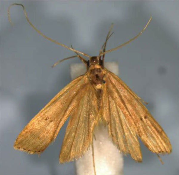 /filer/webapps/moths/media/images/L/larseni_Torodora_HT_BMNH.jpg