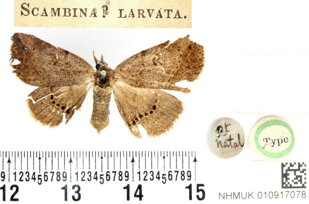 /filer/webapps/moths/media/images/L/larvata_Scambina_HT_BMNHN.jpg