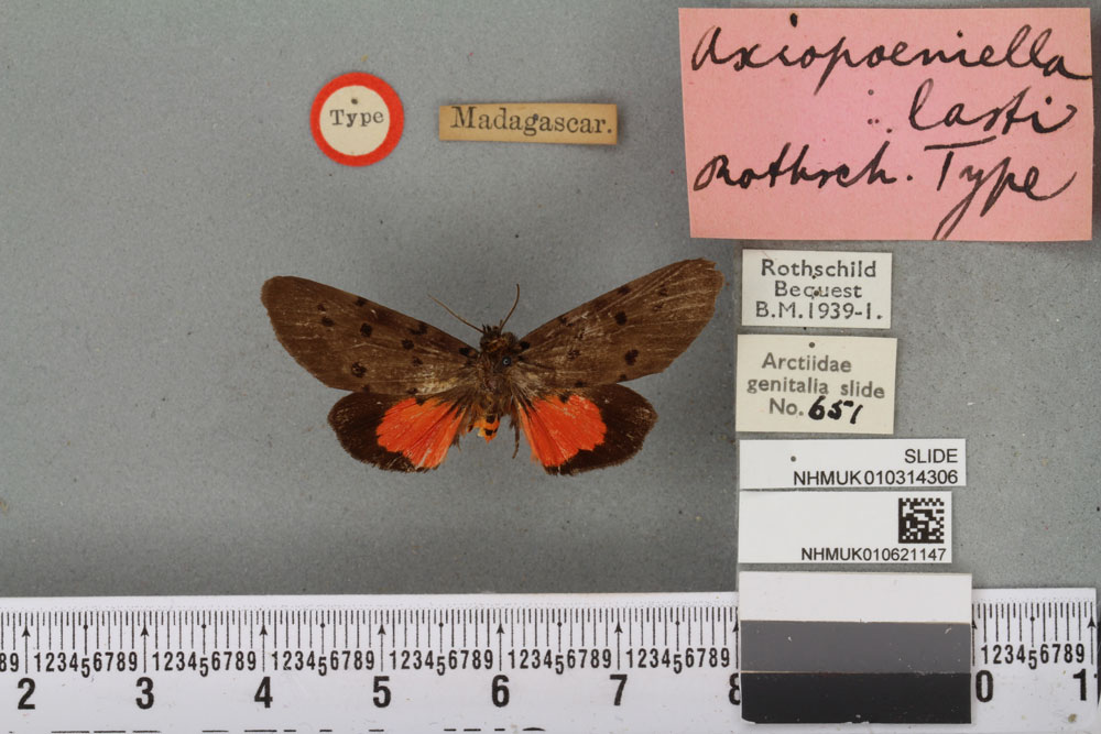 /filer/webapps/moths/media/images/L/lasti_Axiopoeniella_STF_BMNH_01a.jpg