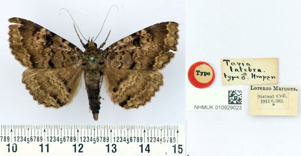 /filer/webapps/moths/media/images/L/latebra_Tavia_HT_BMNH.jpg
