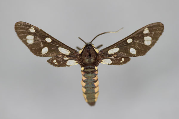 /filer/webapps/moths/media/images/L/lateralis_Amata_HT_BMNH.jpg