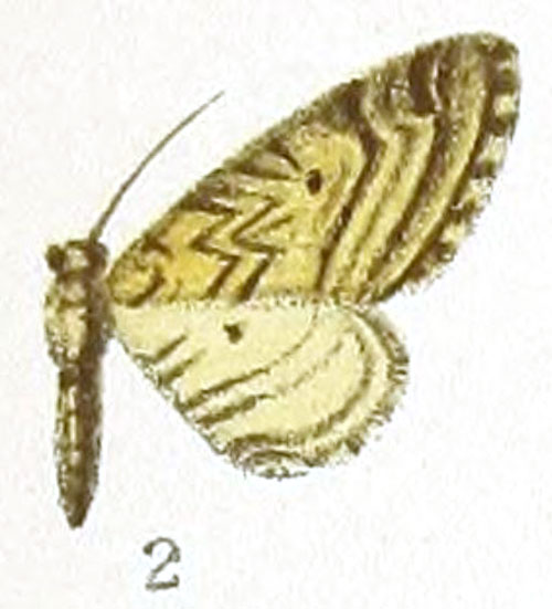 /filer/webapps/moths/media/images/L/laticallis_Eupithecia_HT_Prout_1-2.jpg