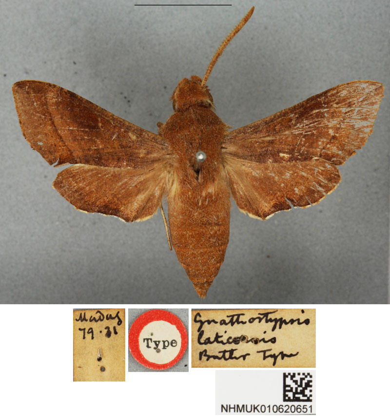/filer/webapps/moths/media/images/L/laticornis_Basiothia_STF_BMNH.jpg